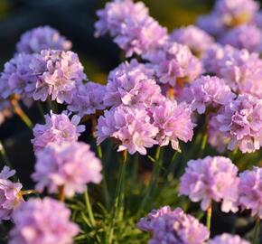 Trávnička trsnatá 'Röschen' - Armeria juniperifolia 'Röschen'