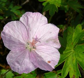 Kakost krvavý 'Vision Hellrosa' - Geranium sanguineum 'Vision Hellrosa'