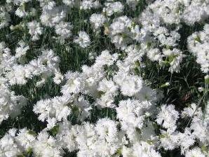 Hvozdík péřitý 'Maischnee' - Dianthus plumarius 'Maischnee'