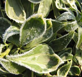 Tlustonitník klasnatý 'Variegata' - Pachysandra terminalis 'Variegata'