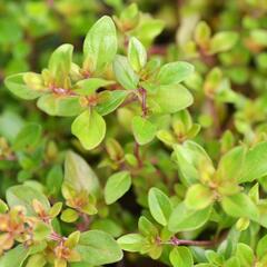 Mateřídouška - Thymus citriodorus