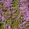 matedouka Bressingham Seedling - Thymus doerfleri Bressingham Seedling