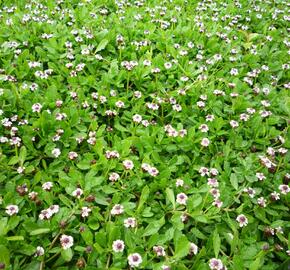 Lippia - Phylla nodiflora