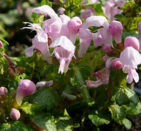 Hluchavka skvrnitá 'Pink Nancy' - Lamium maculatum 'Pink Nancy'