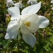 Orlíček 'Spring Magic White' - Aquilegia caerulea 'Spring Magic White'