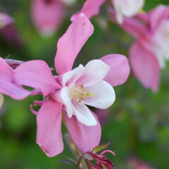 Orlíček 'Spring Magic Rose and White' - Aquilegia caerulea 'Spring Magic Rose and White'