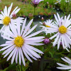 Hvězdnice hladká 'Calliope' - Aster laevis 'Calliope'