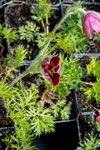 Koniklec obecný 'Rote Glocke' - Pulsatilla vulgaris 'Rote Glocke'