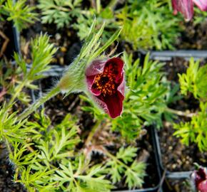 Koniklec obecný 'Rote Glocke' - Pulsatilla vulgaris 'Rote Glocke'