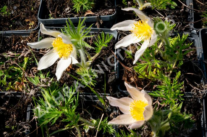 Koniklec obecný 'Alba' - Pulsatilla vulgaris 'Alba'