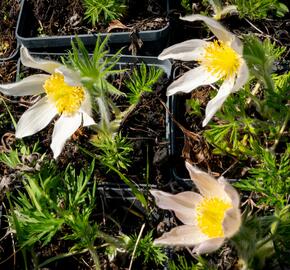 Koniklec obecný 'Alba' - Pulsatilla vulgaris 'Alba'