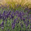 Levandule úzkolistá 'Lavance Purple' - Lavandula angustifolia 'Lavance Purple'