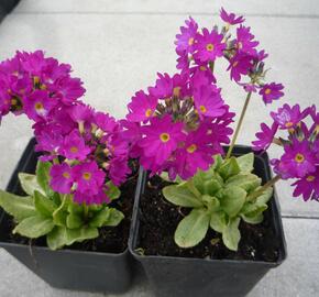 Prvosenka zoubkatá 'Rubin' - Primula denticulata 'Rubin'