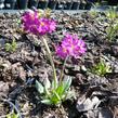 Prvosenka zoubkatá 'Rubin' - Primula denticulata 'Rubin'