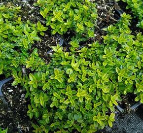 Mateřídouška 'Aureus' - Thymus citriodorus 'Aureus'