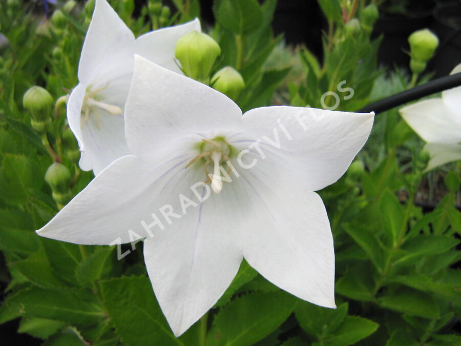 Zvonkovec velkokvětý, boubelka  'Astra White' - Platycodon grandiflorus 'Astra White'