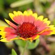 Kokarda osinatá 'Sunburst Yellow with Red' - Gaillardia aristata 'Sunburst Yellow with Red'