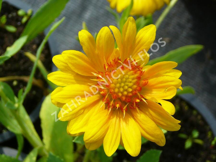 Kokarda osinatá 'Sunburst Orange' - Gaillardia aristata 'Sunburst Orange'