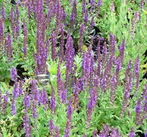 Šalvěj nádherná 'Merleau Blue' - Salvia superba 'Merleau Blue'