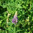 Lupina mnoholistá 'Camelot mix' - Lupinus polyphyllus 'Camelot mix'