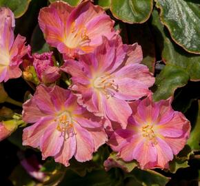 Levisie 'Regenbogen' - Lewisia x cotyledon 'Regenbogen'