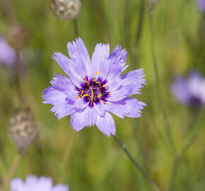 Poblekla modrá - Catananche caerulea