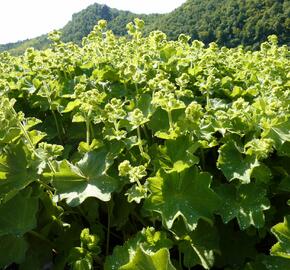 Kontryhel měkký 'Auslese' - Alchemilla mollis 'Auslese'