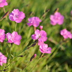 Devaterník 'Pink Double' - Helianthemum 'Pink Double'