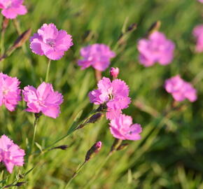 Devaterník 'Pink Double' - Helianthemum 'Pink Double'