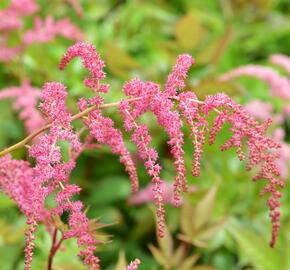 Čechrava Thunbergova 'Rote Straussenfeder' - Astilbe thunbergii 'Rote Straussenfeder'