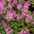 Čechrava čínská 'Little Vision in Pink' - Astilbe chinensis 'Little Vision in Pink'