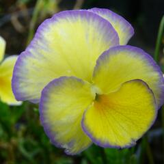 Violka růžkatá 'Etain' - Viola cornuta 'Etain'