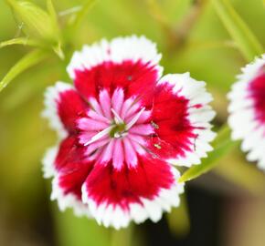 Hvozdík vousatý 'Barbarini Formula Mix' - Dianthus barbatus 'Barbarini Formula Mix'