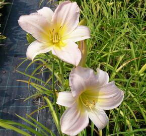 Denivka 'Catherine Woodbury' - Hemerocallis 'Catherine Woodbury'