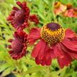 Záplevák podzimní 'Helena Rote Tone' - Helenium autumnale 'Helena Rote Tone'