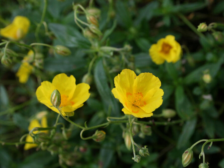 Devaterník 'Amy Baring' - Helianthemum 'Amy Baring'