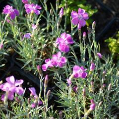 Hvozdík sivý 'Blauigel' - Dianthus gratianopolitanus 'Blauigel'