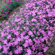 Hvozdík sivý 'Blauigel' - Dianthus gratianopolitanus 'Blauigel'