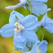 Ostrožka 'Moerheimii' - Delphinium belladonna 'Moerheimii'