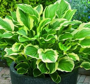 Bohyška 'So Sweet' - Hosta 'So Sweet'