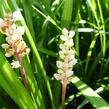 Liriope - Liriope spicata