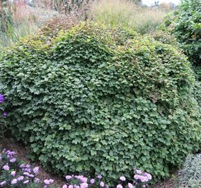 Kalina obecná 'Nanum' - Viburnum opulus 'Nanum'