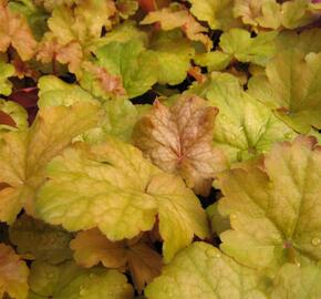 Dlužicha 'Midas Touch' - Heuchera hybrida 'Midas Touch'