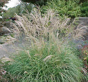 Ozdobnice čínská 'New Hybrids' - Miscanthus sinensis 'New Hybrids'