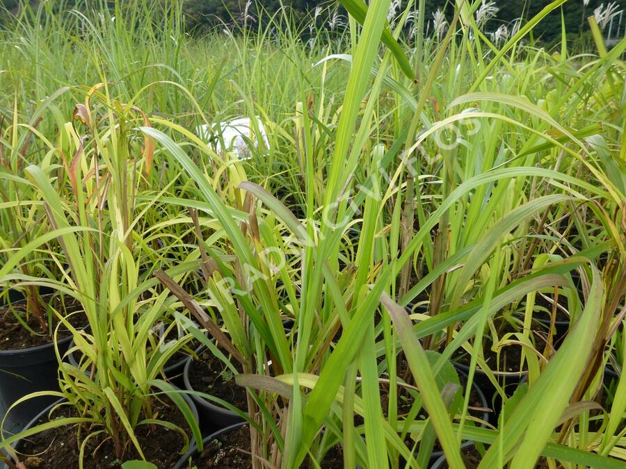 Ozdobnice čínská 'New Hybrids' - Miscanthus sinensis 'New ...