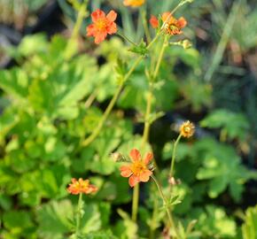 Kuklík šarlatový 'Orange Queen' - Geum coccineum 'Orange Queen'