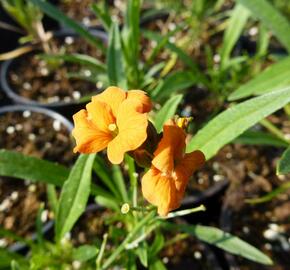 Trýzel 'Apricot Twist' - Erysimum linifolium 'Apricot Twist'