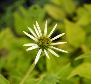 Třapatkovka nachová 'Lucky Star' - Echinacea purpurea 'Lucky Star'