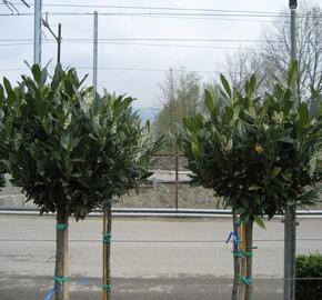 Bobkovišeň lékařská 'Otto Luyken' - ponpon - Prunus laurocerasus 'Otto Luyken' - ponpons