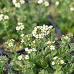 Chudina ramosissima - Draba ramosissima